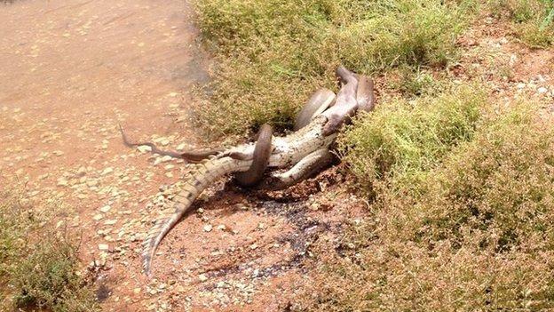 Snake eats crocodile after battle
